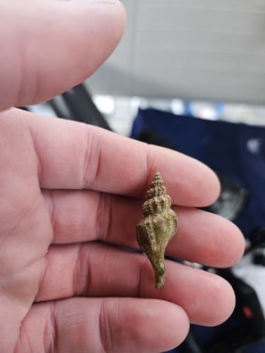 Scabrotrophon macleani