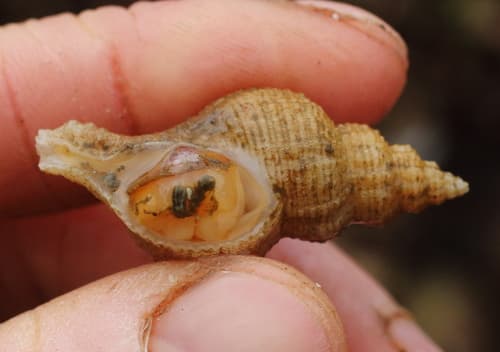 Scabrotrophon maltzani