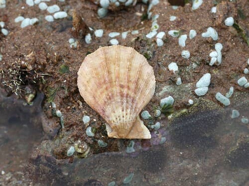 Semipallium fulvicostatum