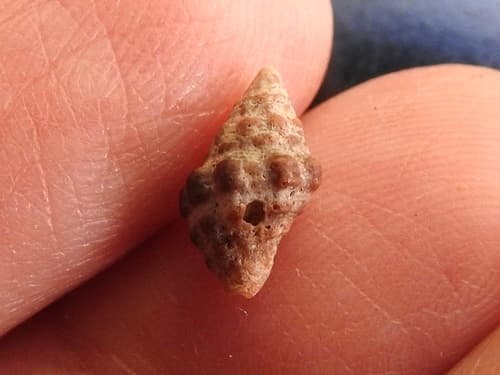 Semiricinula konkanensis