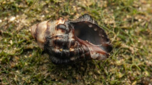 Semiricinula muricoides