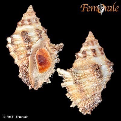 Semiricinula turbinoides