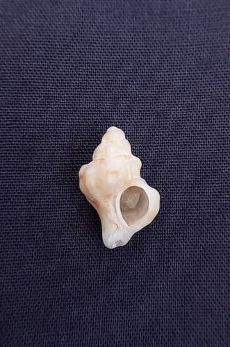 Siphonochelus syringianus