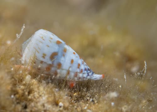 South African Music Cone