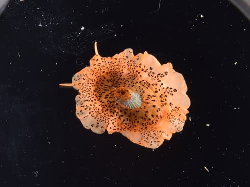 Sowerby's fleshy limpet