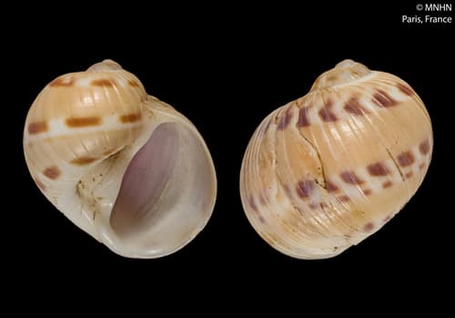 Stigmaulax broderipiana