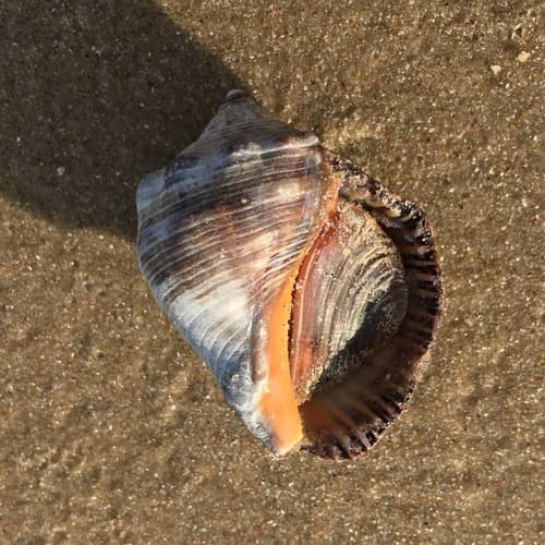 Stramonita brasiliensis