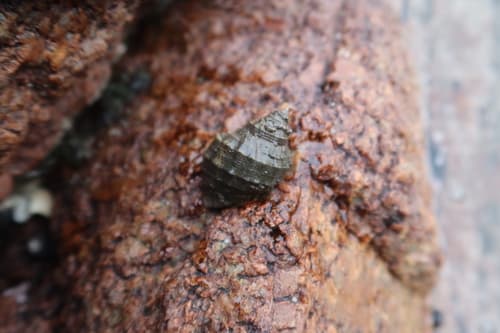 Stramonita delessertiana