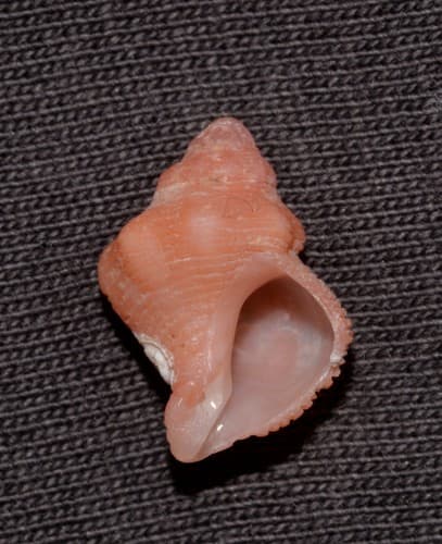 Strawberry Coral Shell