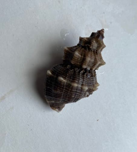 Thaisella kiosquiformis