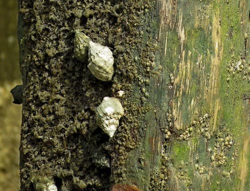 Thaisella trinitatensis