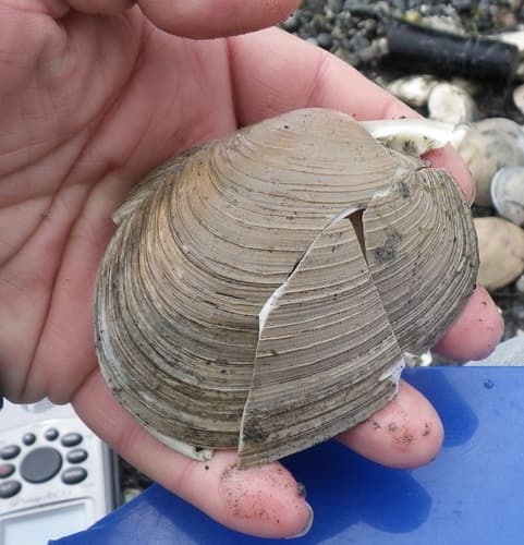 Thin-shelled Littleneck