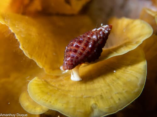 Trachypollia turricula