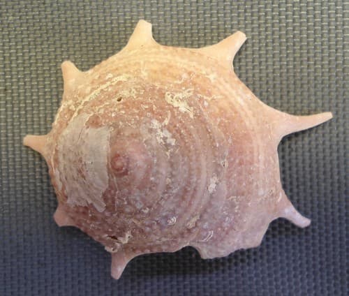 triumphant star turban