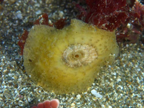 Two-spotted Keyhole Limpet