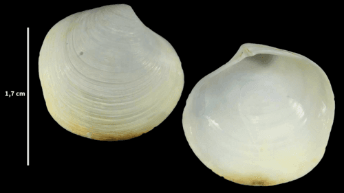 Undulated False Lucine