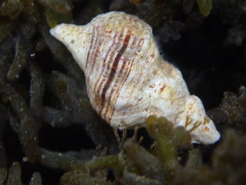 Urosalpinx subangulata