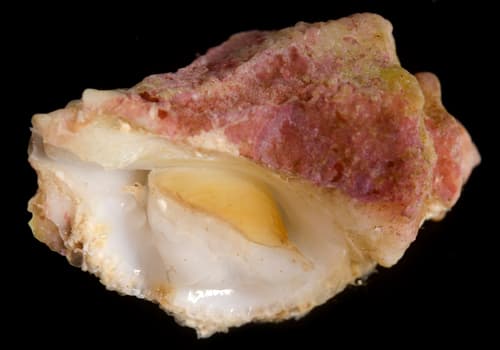 Vitularia sandwicensis