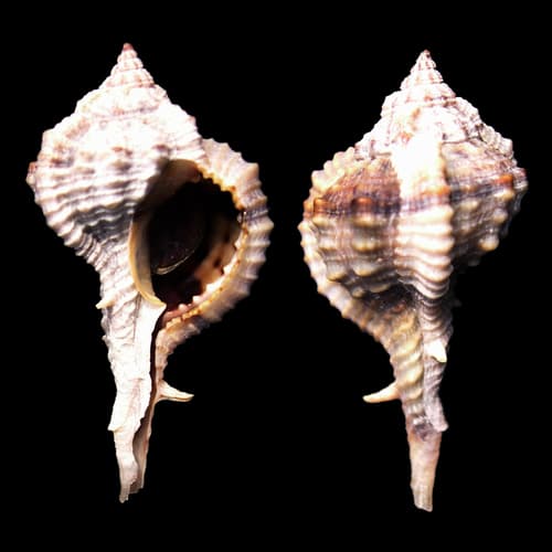 Vokesimurex chrysostoma