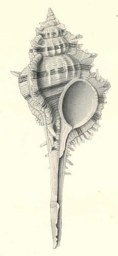 Vokesimurex malabaricus