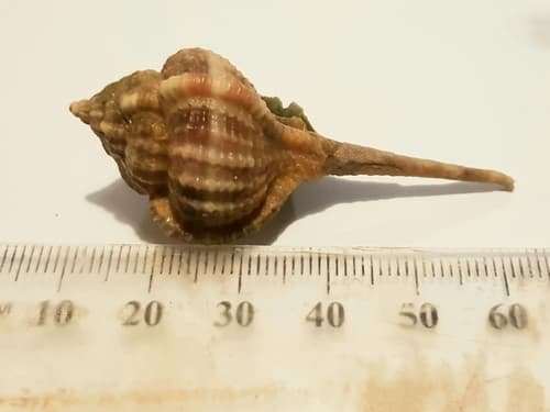 Vokesimurex multiplicatus