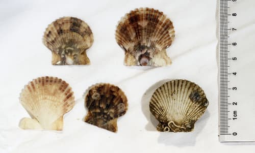 Volachlamys singaporina