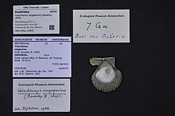 Volachlamys sinomarina