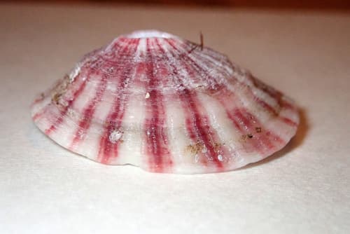 Volcano Keyhole Limpet