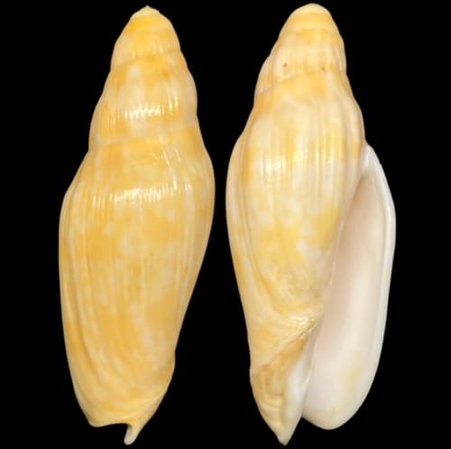 Volutoconus calcarelliformis