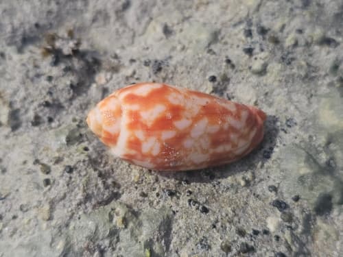 Volutoconus coniformis