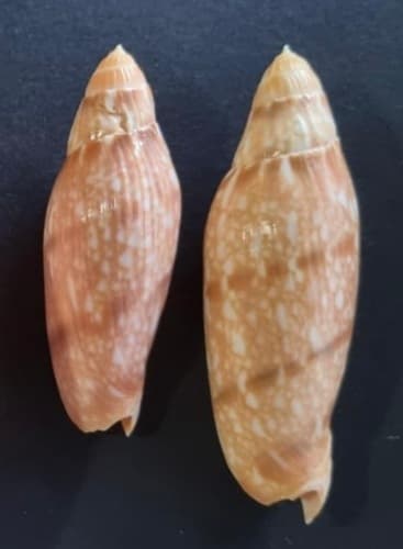 Volutoconus mcmichaeli