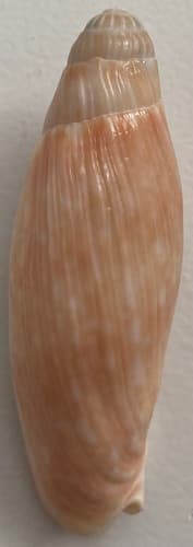 Volutoconus multiformis