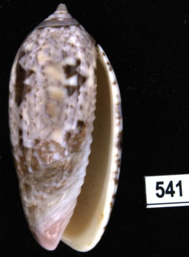 Vullietoliva splendidula