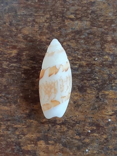 West Indian dwarf olive