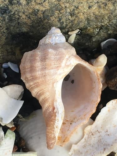 Xanthochorus cassidiformis