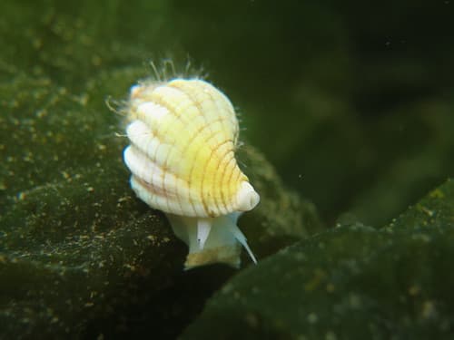 Xymenopsis muriciformis