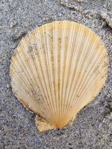 Zygochlamys delicatula